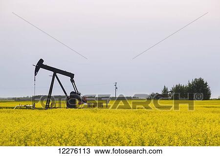 Stock Image - Pumpjack at work on oilfield lease in a canola field in rural Alberta; St. Albert, Alberta, Canada. Fotosearch