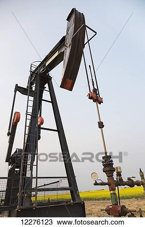 Pumpjack at work on oilfield lease in a canola field in rural Alberta; St. Albert, Alberta, Canada View Large Photo Image Stock Image - Pumpjack at work on oilfield lease in a canola field in rural Alberta; St. Albert, Alberta, Canada. Fotosearch