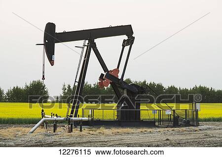 Stock Photography - Pumpjack at work on oilfield lease in a canola field in rural Alberta; St. Albert, Alberta, Canada. Fotosearch
