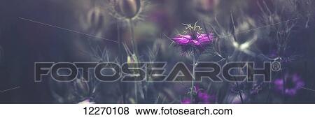 Stock Photo - Purple blossoms; Prague, Czech Republic. Fotosearch