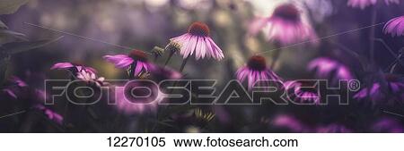 Stock Photography - Purple blossoms; Prague, Czech Republic. Fotosearch