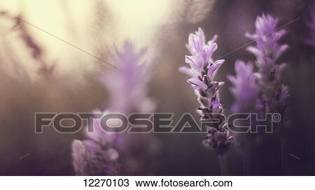 Purple flowers in winter light; Sharon Valley, Israel View Large Photo Image Stock Image - Purple flowers in winter light; Sharon Valley, Israel. Fotosearch