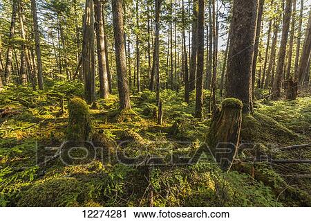 Stock Image - Rainforest of Naikoon Provincial Park which is on Haida Gwaii; British Columbia, Canada. Fotosearch