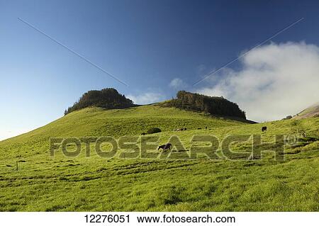 Stock Image - Ranch horses on Puuu Aiea, a Cinder cone on Pono Holo Ranch, off Kohala Mountain Road; Island of Hawaii, Hawaii, United States of America. Fotosearch