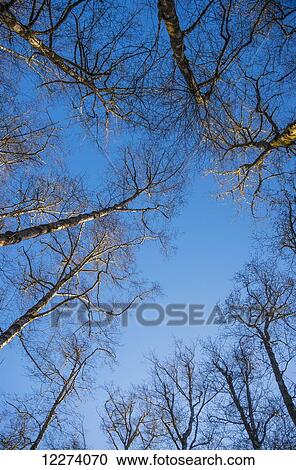 Red Alders with no leaves against a blue sky; Oregon, United States of America View Large Photo Image Stock Image - Red Alders with no leaves against a blue sky; Oregon, United States of America. Fotosearch