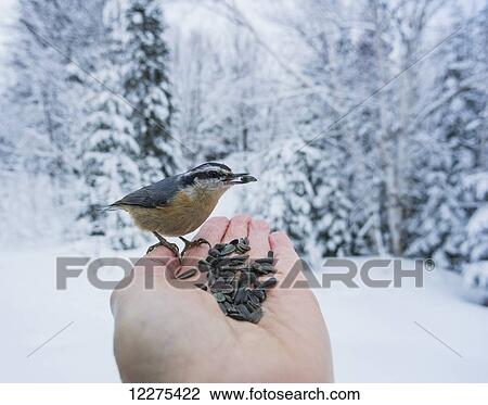 Red-breasted nuthatch (Sitta canadensis) eating sunflower seeds out of a hand in winter; Ontario, Canada View Large Photo Image Stock Image - Red-breasted nuthatch (Sitta canadensis) eating sunflower seeds out of a hand in winter; Ontario, Canada. Fotosearch