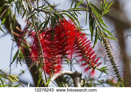 Stock Image - Red flower, Lake Naivasha National Park; Kenya. Fotosearch