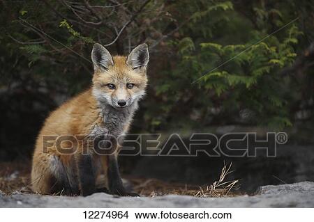Picture - Red fox kit (vulpes vulpes) in Montreal botanical garden; Montreal, Quebec, Canada. Fotosearch