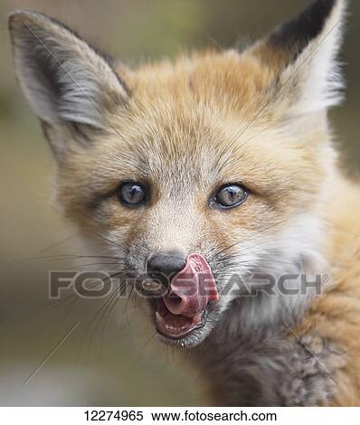 Red fox kit (vulpes vulpes) licking it's lips, Montreal botanical garden; Montreal, Quebec, Canada View Large Photo Image Stock Photography - Red fox kit (vulpes vulpes) licking it's lips, Montreal botanical garden; Montreal, Quebec, Canada. Fotosearch