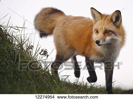 Red fox (vulpes vulpes); Montreal, Quebec, Canada View Large Photo Image Picture - Red fox (vulpes vulpes); Montreal, Quebec, Canada. Fotosearch