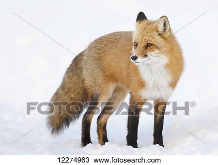 Stock Image - Red fox (vulpes vulpes) standing in the snow in winter; Montreal, Quebec, Canada. Fotosearch