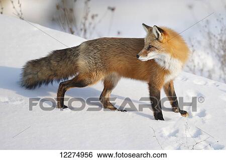 Red fox (vulpes vulpes) standing in the snow in winter; Montreal, Quebec, Canada View Large Photo Image Stock Photograph - Red fox (vulpes vulpes) standing in the snow in winter; Montreal, Quebec, Canada. Fotosearch