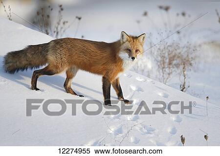 Stock Photography - Red fox (vulpes vulpes) standing in the snow in winter; Montreal, Quebec, Canada. Fotosearch