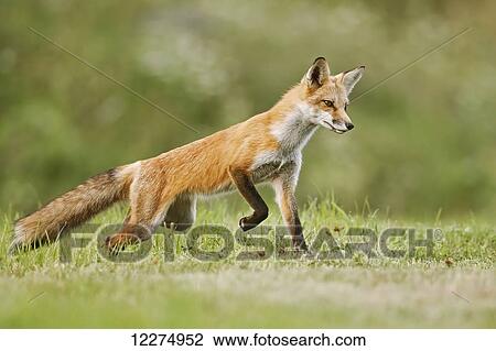 Stock Image - Red fox (vulpes vulpes) walking on grass; Montreal, Quebec, Canada. Fotosearch