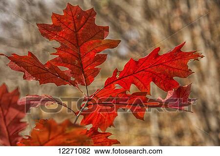 Stock Image - Red oak leaves in autumn; Strathroy, Ontario, Canada. Fotosearch