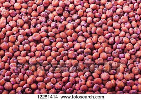 Picture - Red sorghum seed treated with a protective anti-fungal coating. Fotosearch
