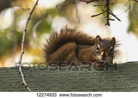 Red squirrel relaxing on green fence; Edmonton, Alberta, Canada View Large Photo Image Stock Image - Red squirrel relaxing on green fence; Edmonton, Alberta, Canada. Fotosearch