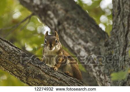 Red squirrel (Tamiasciurus hudsonicus) on deciduous tree branch; Edmonton, Alberta, Canada View Large Photo Image Stock Image - Red squirrel (Tamiasciurus hudsonicus) on deciduous tree branch; Edmonton, Alberta, Canada. Fotosearch