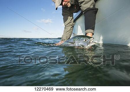 Stock Photo - Releasing a false albacore at the boat off the Atlantic coast; Massachusetts, United States of America. Fotosearch