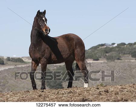 Stock Photo - Rescued horse at Monterey SPCA; Salinas, California, United States of America. Fotosearch