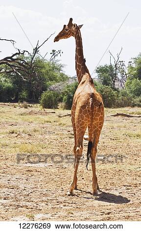 Stock Photo - Reticulated giraffe, (Giraffa camelopardalis reticulata), Samburu National Park; Kenya. Fotosearch
