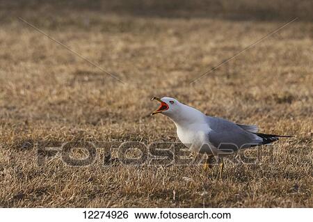 Stock Photograph - Ring-billed gull (Larus Delawarensis) showing spring mating colours on brown grass; Edmonton, Alberta, Canada. Fotosearch
