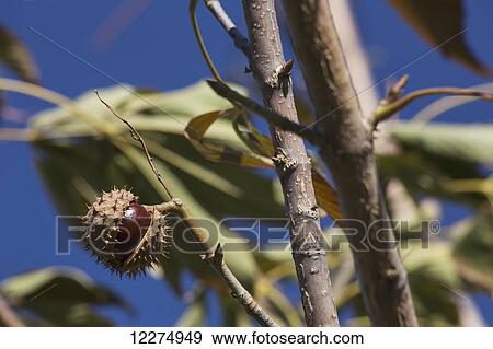 Stock Photo - Ripened conker, seed of the horse chestnut tree, ready to fall, in autumn; Edmonton, Alberta, Canada. Fotosearch