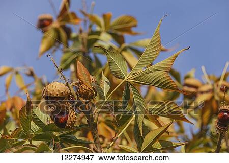 Stock Photo - Ripened conkers on horse chestnut tree in autumn; Edmonton, Alberta, Canada. Fotosearch