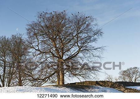 Rooks (Corvus frugilegus) roosting in trees on a cold winters day; United Kingdom View Large Photo Image Stock Image - Rooks (Corvus frugilegus) roosting in trees on a cold winters day; United Kingdom. Fotosearch