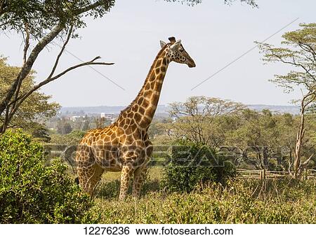 Stock Photograph - Rothschild's giraffe (Giraffa camelopardalis rothschildi) at the Giraffe Centre; Nairobi, Kenya. Fotosearch
