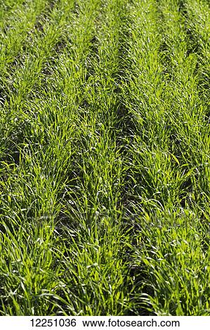 Stock Photograph - Rows of an early seedling grain crop; Alberta, Canada. Fotosearch