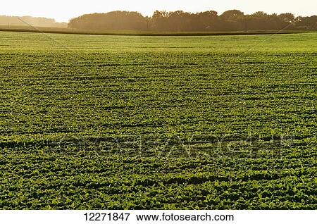 Stock Photo - Rows of mid-growth soybeans in late afternoon sunlight, near Truman; Minnesota, United States of America. Fotosearch