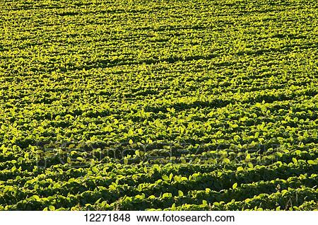 Stock Photo - Rows of mid-growth soybeans in late afternoon sunlight, near Truman, Minnesota, United States of America. Fotosearch