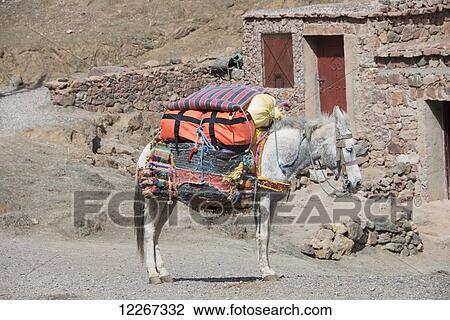 Stock Image - Rustic scene of mule carrying supplies; Azilal, Morocco. Fotosearch
