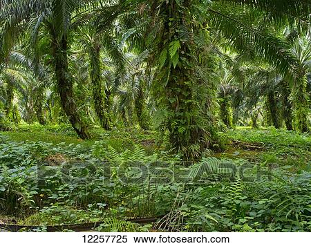 Sago plantation; West New Britain, Papua New Guinea View Large Photo Image Stock Photography - Sago plantation; West New Britain, Papua New Guinea. Fotosearch