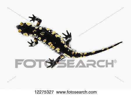Salamander (Caudata) on a white background; Tarifa, Cadiz, Andalusia, Spain View Large Photo Image Stock Photo - Salamander (Caudata) on a white background; Tarifa, Cadiz, Andalusia, Spain. Fotosearch