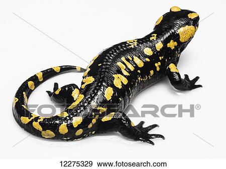 Salamander (Caudata) on a white background; Tarifa, Cadiz, Andalusia, Spain View Large Photo Image Stock Photo - Salamander (Caudata) on a white background; Tarifa, Cadiz, Andalusia, Spain. Fotosearch