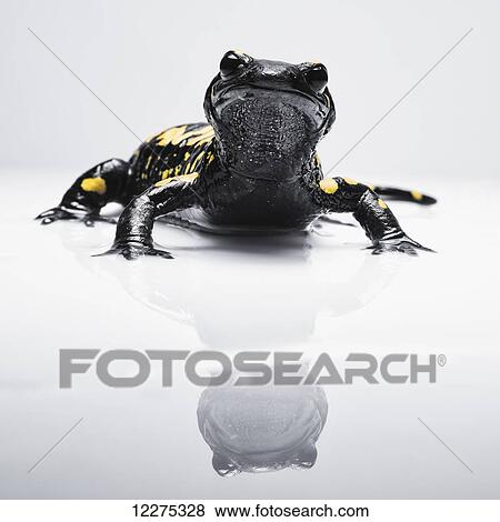 Stock Photo - Salamander (Caudata) with it's reflection on a white surface; Tarifa, Cadiz, Andalusia, Spain. Fotosearch