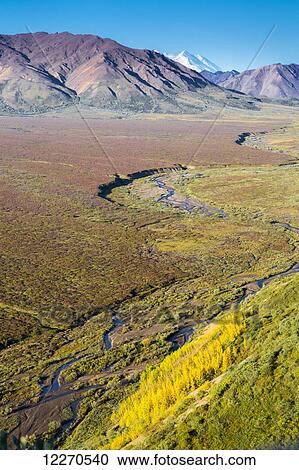Stock Image - Scenic view of a meandering river in Polychrome Pass with yellow aspen trees and the North peak of Mt. McKinley in the background, Denali National Park; Alaska, United States of America. Fotosearch