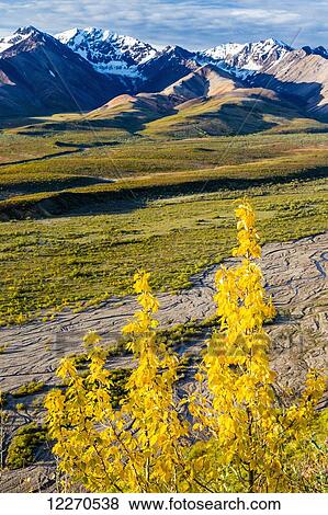 Scenic view of Polychrome Pass with yellow Aspen Trees in the foreground in Denali National Park; Alaska, United States of America View Large Photo Image Stock Photo - Scenic view of Polychrome Pass with yellow Aspen Trees in the foreground in Denali National Park; Alaska, United States of America. Fotosearch