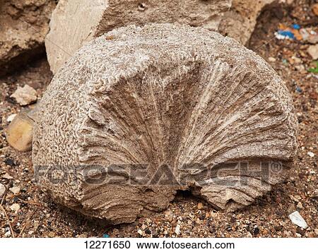 Stock Image - Sea coral block used in wall; Massawa, Eritrea. Fotosearch