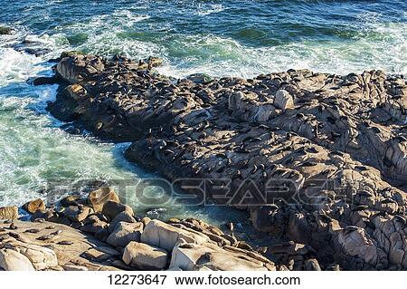 Sea lions basking in the sun on a rock; Cabo Polonio, Uruguay View Large Photo Image Stock Photo - Sea lions basking in the sun on a rock; Cabo Polonio, Uruguay. Fotosearch