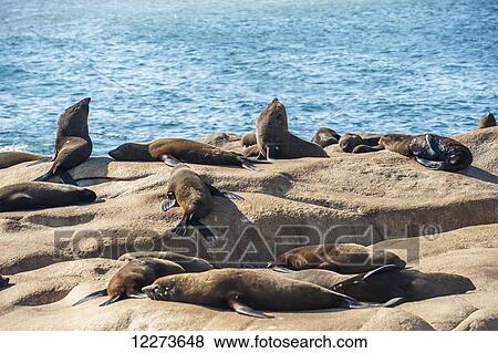 Stock Photo - Sea lions basking in the sun on a rock; Cabo Polonio, Uruguay. Fotosearch