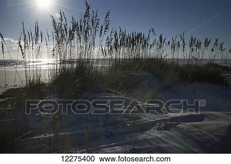 Sea Oats (Uniola paniculata) on beach sand dunes with the morning sun and the ocean in the background; United States of America View Large Photo Image Stock Image - Sea Oats (Uniola paniculata) on beach sand dunes with the morning sun and the ocean in the background; United States of America. Fotosearch