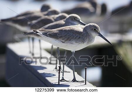 Stock Photo - Seabirds standing in a row on a handrail; United States of America. Fotosearch