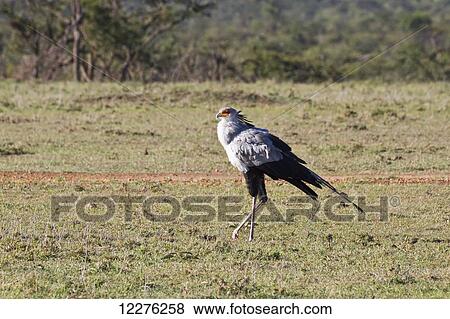 Stock Photo - Secretarybird (Sagittarius serpentarius), Mara Naboisho Conservancy; Kenya. Fotosearch