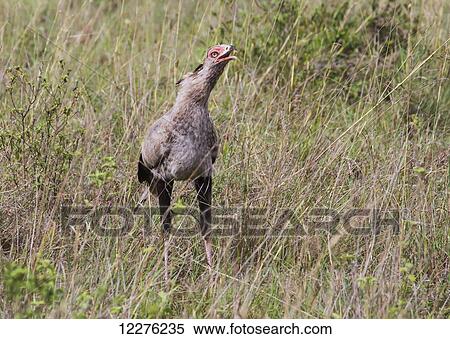 Stock Photography - Secretarybird (Sagittarius serpentarius), Nairobi National Park; Kenya. Fotosearch