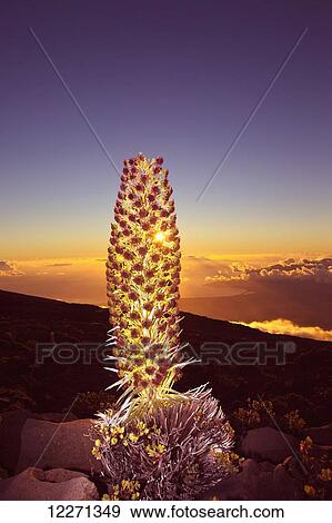 Setting sun shining through a Silversword on Haleakala at sunset, Kihei and West Maui Mountains in the distance; Maui, Hawaii, United States of America View Large Photo Image Stock Photo - Setting sun shining through a Silversword on Haleakala at sunset, Kihei and West Maui Mountains in the distance; Maui, Hawaii, United States of America. Fotosearch