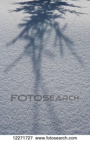 Stock Photo - Shadow of a fir tree falls across a pristine drift of snow, sparkling in the sun; Filzmoos, Austria. Fotosearch