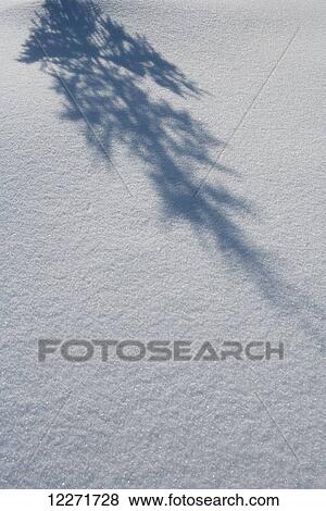 Shadow of a fir tree falls across a pristine drift of snow, sparkling in the sun; Filzmoos, Austria View Large Photo Image Stock Photo - Shadow of a fir tree falls across a pristine drift of snow, sparkling in the sun; Filzmoos, Austria. Fotosearch